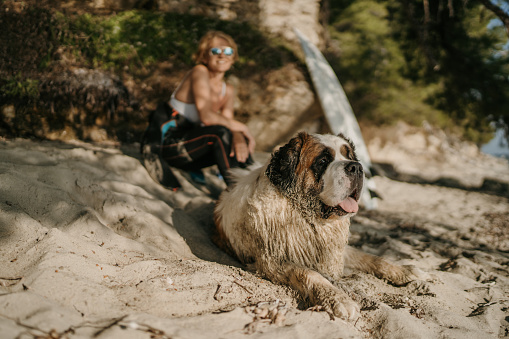 Mature woman surfer sitting on the beach by the sea with her Saint Bernard dog on a sunny day outdoors.