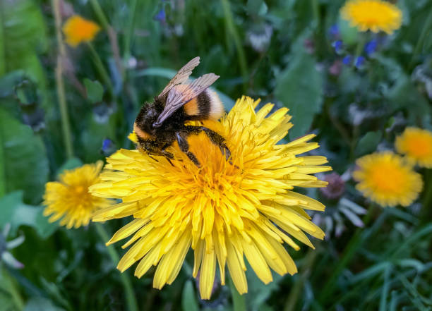 istock bumblebee collects nectar and pollen in yellow dandelion inflorescences. 1400444836