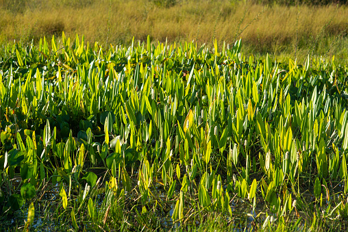 Concentration of aquatic plants in a wetland region of the Pantanal, ecosystem of central-west Brazil