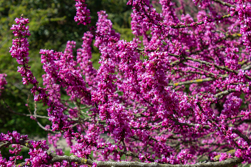 Scarlet European, or European Cercis, or Judas tree (lat. Cercis siliquastrum), Crimson. A densely flowering tree dotted with bright small pink flowers with a hint of fuchsia.
