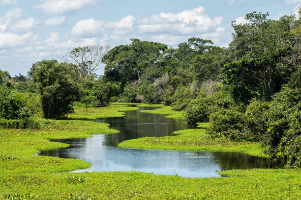 болотный регион в пантанале, бразилия - riparian forest стоковые фото и изображения