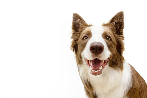 Happy and smiling border collie dog looking at camera. Isolated on white background