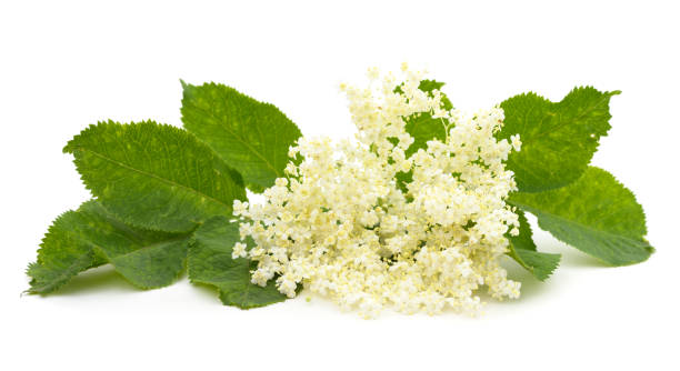 istock Bouquet of beautiful elderberry. 1400445810
