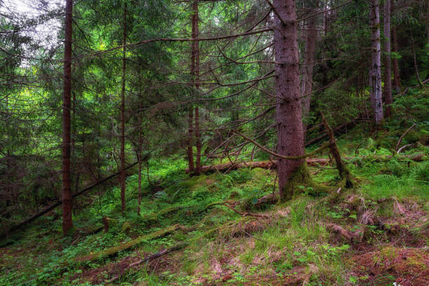 istock Fir forest at summer time, outdoor travel background 1400446290