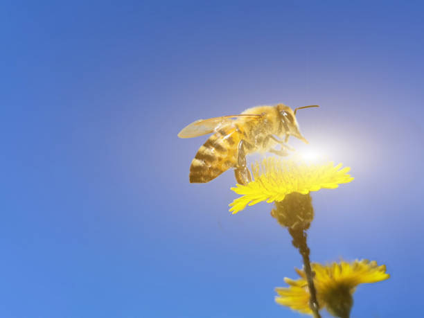 Photo of bee collecting honey in yellow flower in the spring season, isolated in blue sky