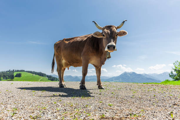 Dairy cow in the Austrian Alps