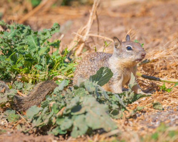 Ground Squirrel at Lake Cachuma A California ground squirrel (Otospermophilus beecheyi) sits on the ground at Lake Cachuma in Santa Barbara county, CA. california ground squirrel otospermophilus beecheyi stock pictures, royalty-free photos & images