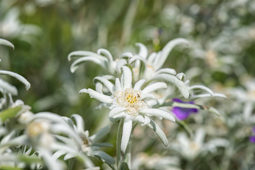 Blossoming rare edelweiss with beautiful white nappy flower on the alpine meadow in the mountains, natural outdoor botanical background