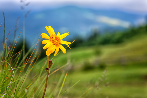 Blossoming arnica montana with beautiful yellow flower head against the mountain background. Used in herbal medicine as analgesic. Carpathian Biosphere Reserve