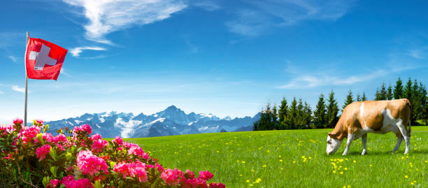 Swiss flag with cow and mountain meadow