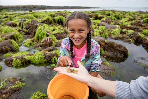 A young girl crouching down in the sea at Beadnell beach, North East England, searching for wildlife while looking at the camera and smiling. An unrecognisable person is holding a crab out in front of her, after finding it in a tidal pool.