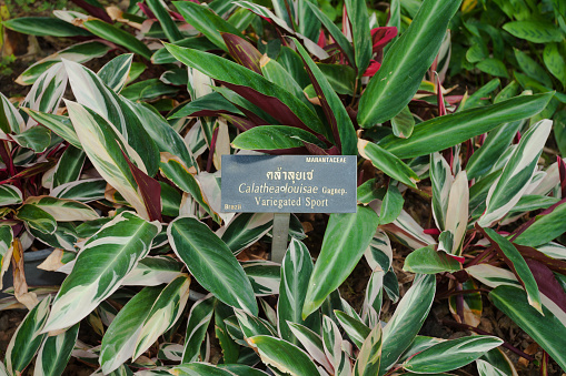 Calathea louisae plant in botanic garden of Rama 9 Park in Bangkok
