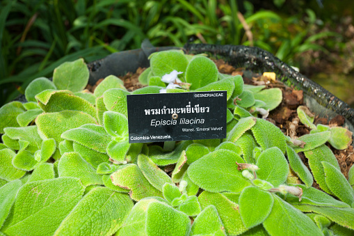 Episcia Emerald Velvet plant in botanic garden of Rama 9 Park in Bangkok