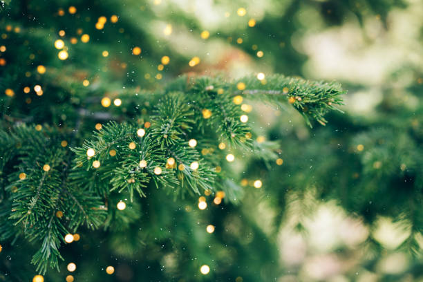 istock Falling snow against Christmas tree branch with golden lights 1400448069