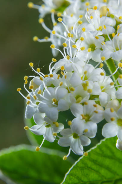 inflorescência branca de um ramo de uma planta chamada viburnum lantana aureum close-up - wayfaring - fotografias e filmes do acervo