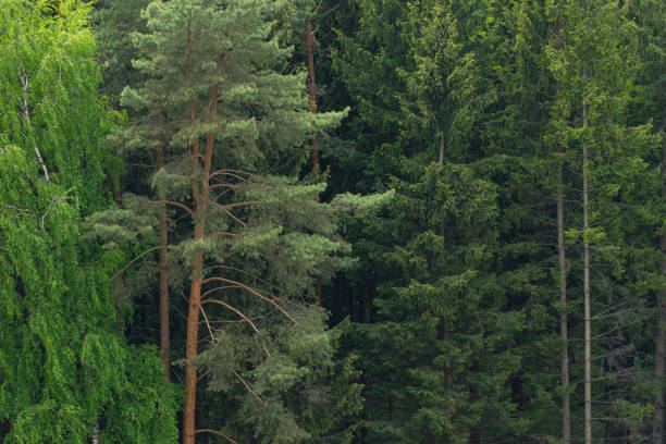 istock Trees trunks in woods. Natural green forest 1400448491