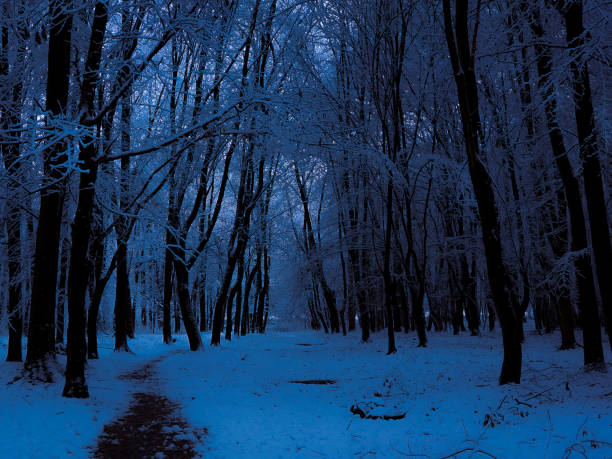 Snowy view in Carpathian Mountains, winter landscapes series.