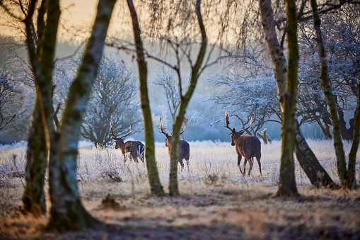 Three deer walking through a landscape covered in snow. Some of the animals have enormous antlers. In the background is a big forest and in the foreground are some smaller trees. The sky is orange and yellow because of the rising sun.