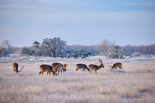 A group of deer walking through a landscape covered in snow. Some of the animals have enormous antlers. In the background is a big forest and in the field are some trees covered in snow as well. The sky is light blue on this early morning.