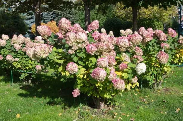 Photo of Blooming pink hydrangea (Lat. Hydrangea arborescens) in the city park