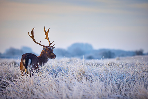 A deer standing in an open field which is covered in snow. The grass is frozen because of the low temperature and in the background is a forest. The animal has a big antler.