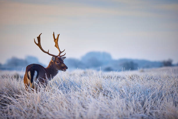 Deer in winter stock photo