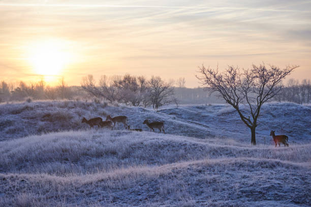 A group of deer walking through a field that is totally covered in ice and snow. The sun is slowly rising and in the foreground is a smaller tree. In the background is a forest and the sky is colored orange and yellow.