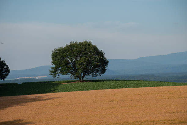istock Golden wheat field in summer 1400450339