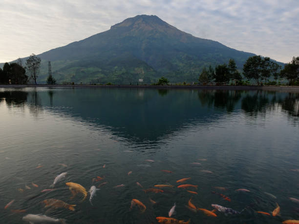 istock Freshwater fish in Embung Kledung lake 1400450911