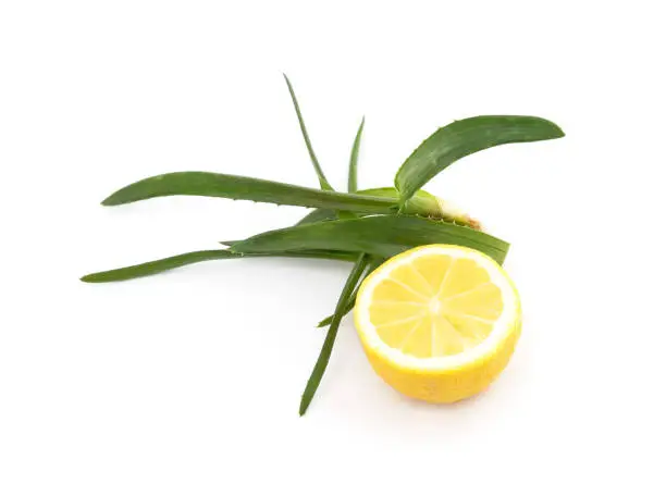 Photo of Green aloe plant with lemon.