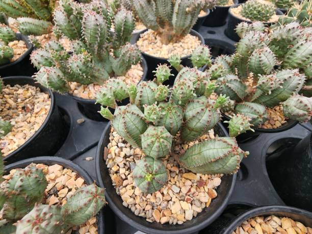 istock Euphorbia Pseudoglobosa small succulent plants thornless 1400451291