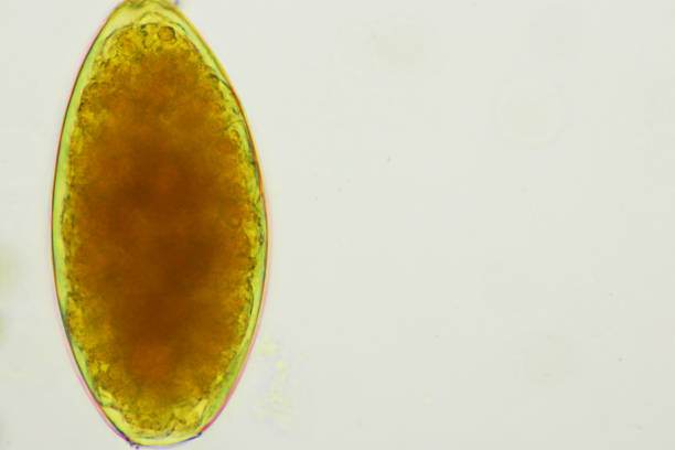 istock Egg of intestinal fluke 1400451360