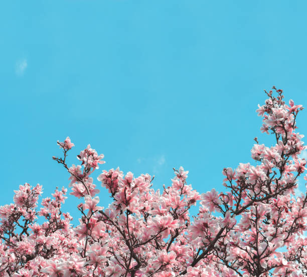 Background with magnolia tree with fresh huge pink flowers in a sunny spring day on the background of blue sky