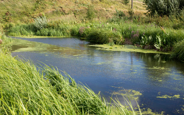 istock Lake shore, water surface of calm wate 1400451836
