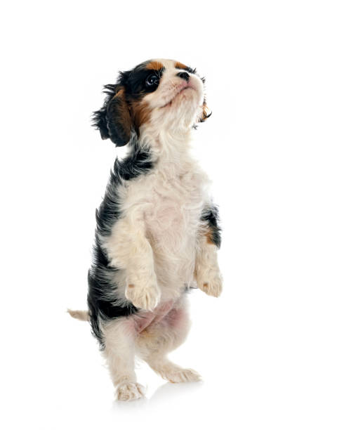 istock puppy cavalier king charles 1400452911