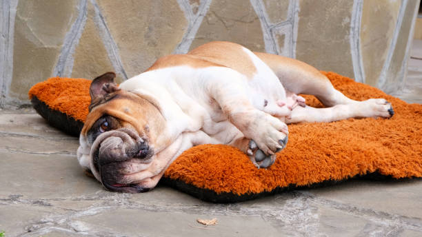 un cane bulldog inglese adulto giace su una cuccia per cani all'aperto e guarda la telecamera. concetto di animali domestici. - english bulldog foto e immagini stock