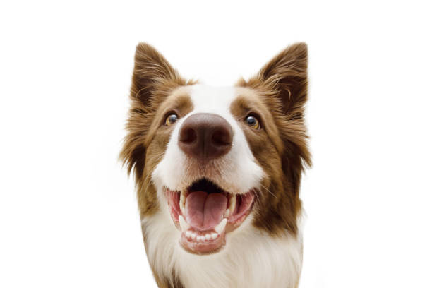 istock Close-up happy border collie dog with smiling expression. Isolated on white background 1400454439