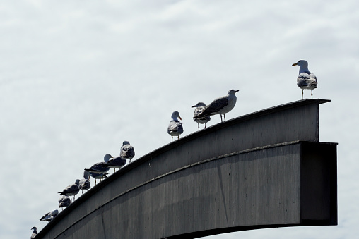 Barcelona, Spain - May 26, 2022: Group of Audouin's Gulls or Corsican Gull perched on a metal structure in the port of Barcelona