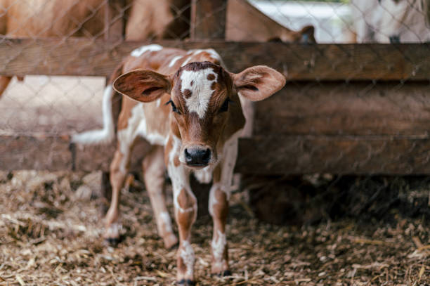 istock brown calf in the middle of a stable looking at the camera 1400455561