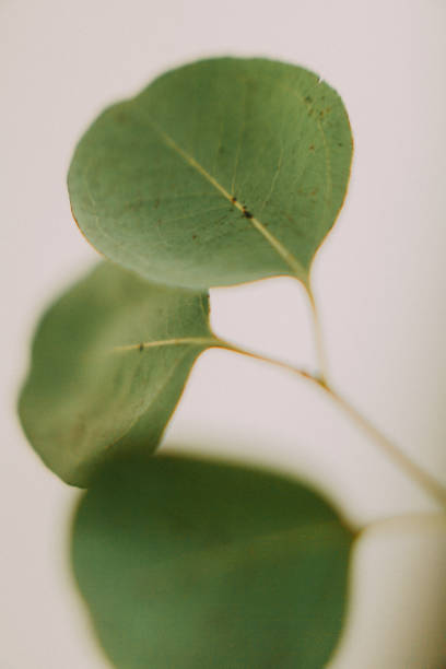 istock Eucalyptus branch on neutral background,soft focus background 1400455644
