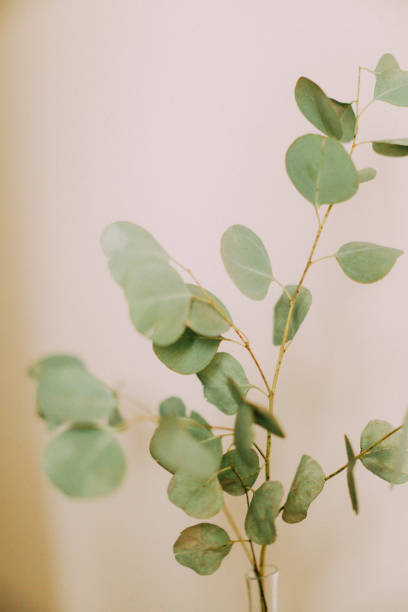 istock Eucalyptus branch on neutral background,soft focus background 1400455648