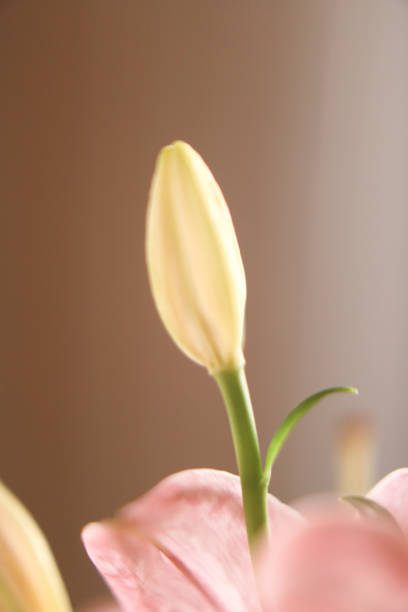 Simple beautiful macro background of pink lily in Perm, Perm Krai, Russia