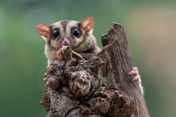 istock Sugar gliders are palm-size possums 1400455815