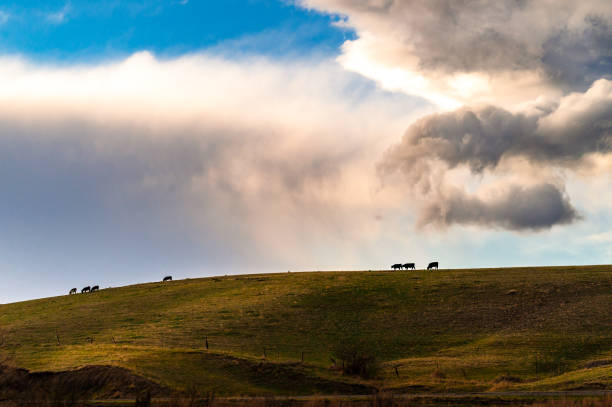 cows on the hill on a cloudy day in Montana in Bozeman, Montana, United States