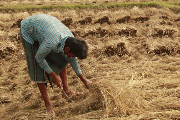 istock Indian Rural village farmer harvesting Paddy. 1400457642