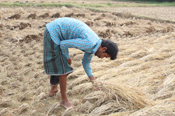 istock Indian Rural village farmer harvesting Paddy. 1400457648