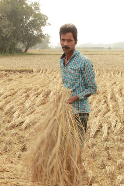 istock Indian Rural village farmer harvesting Paddy. 1400457653