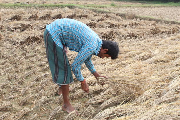 istock Indian Rural village farmer harvesting Paddy. 1400457654