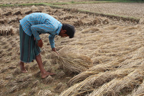 istock Indian Rural village farmer harvesting Paddy. 1400458235