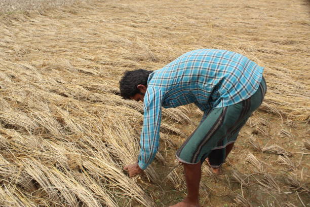 istock Indian Rural village farmer harvesting Paddy. 1400458239